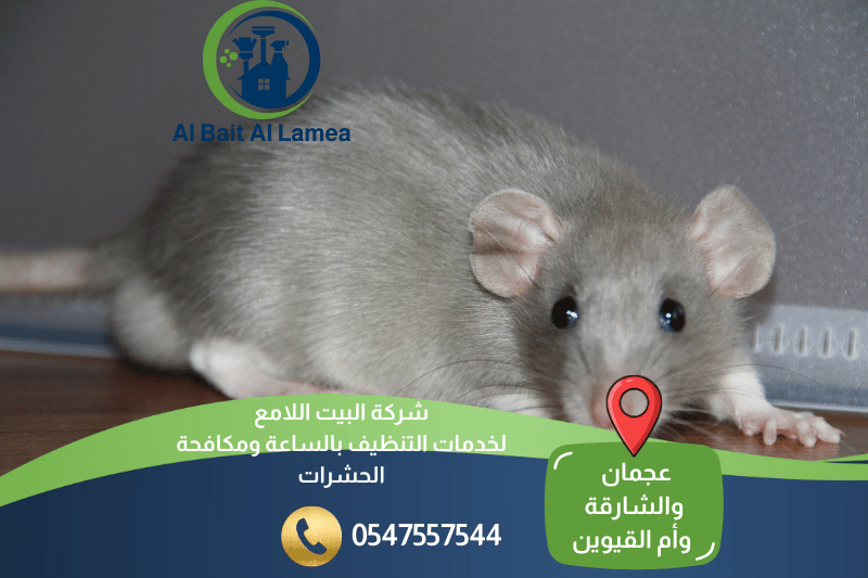شركة مكافحة الفئران في عجمان