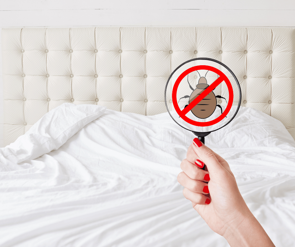 شركة مكافحة البق في الشارقة