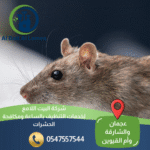 شركة مكافحة الفئران في الشارقة