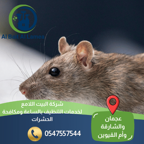 شركة مكافحة الفئران في الشارقة