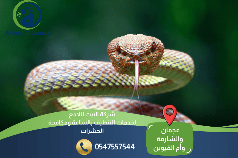 شركة مكافحة الثعابين في عجمان